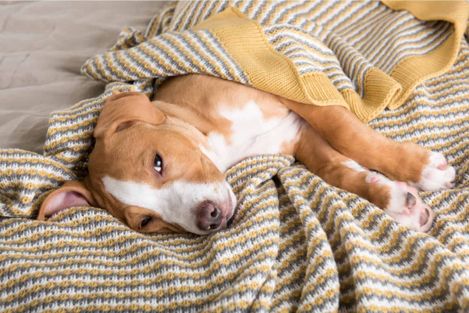 dog sleeping wrapped up in blanket