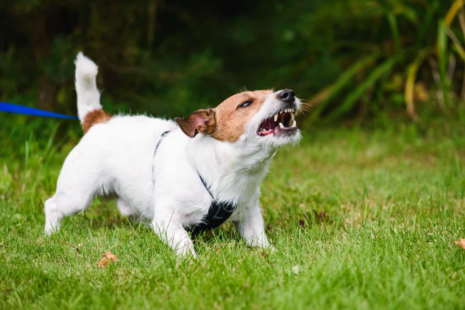 dog standing on grass and barking