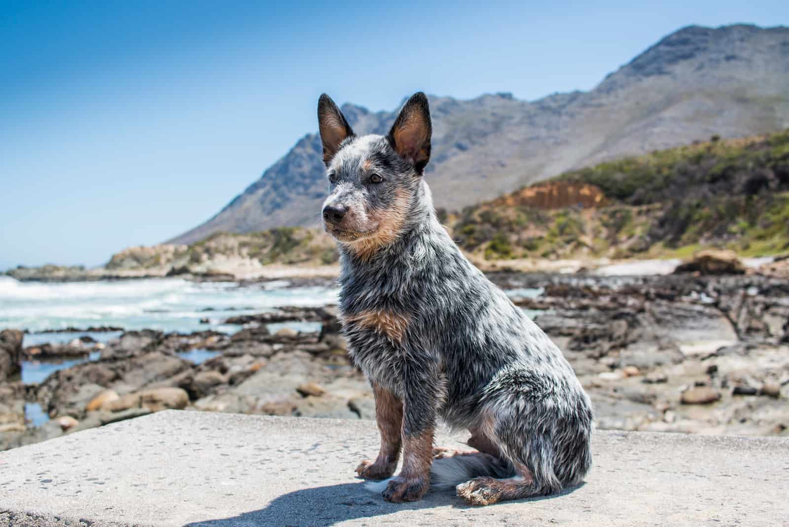 dog standing on seashore