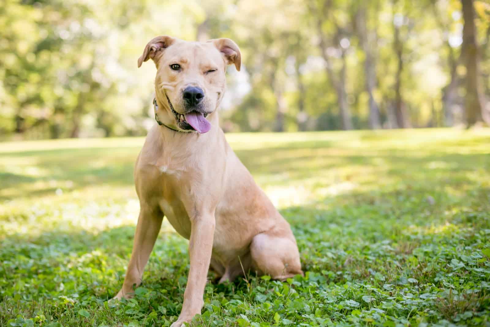 dog standing outside with one eye open