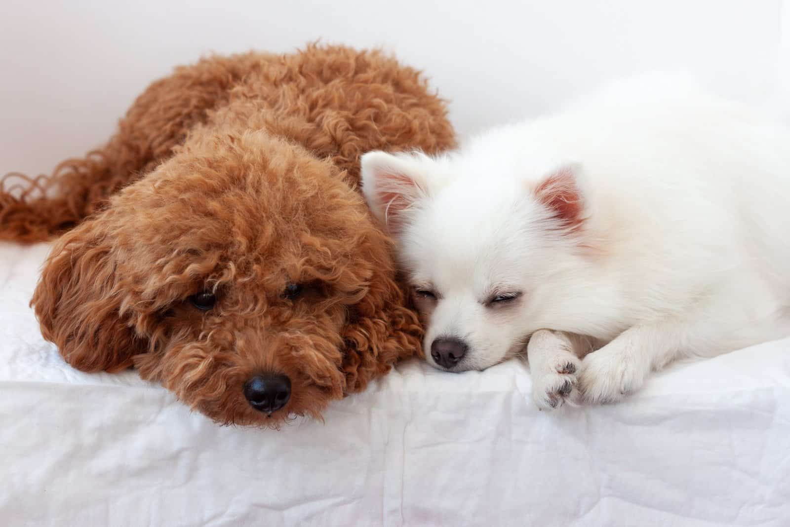 dogs sleeping by each other