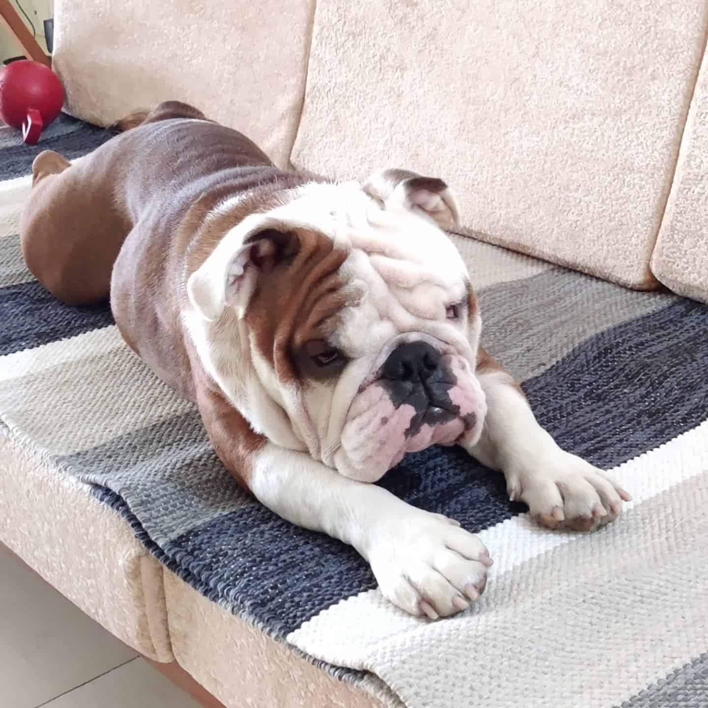 english bulldog lying on the couch