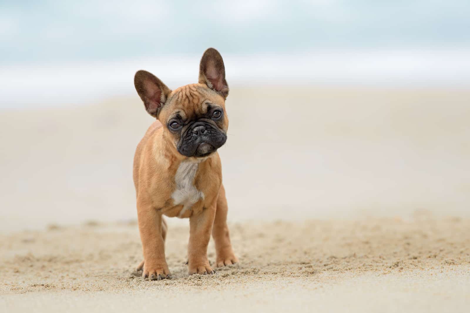 french bulldog puppie posing on the beach
