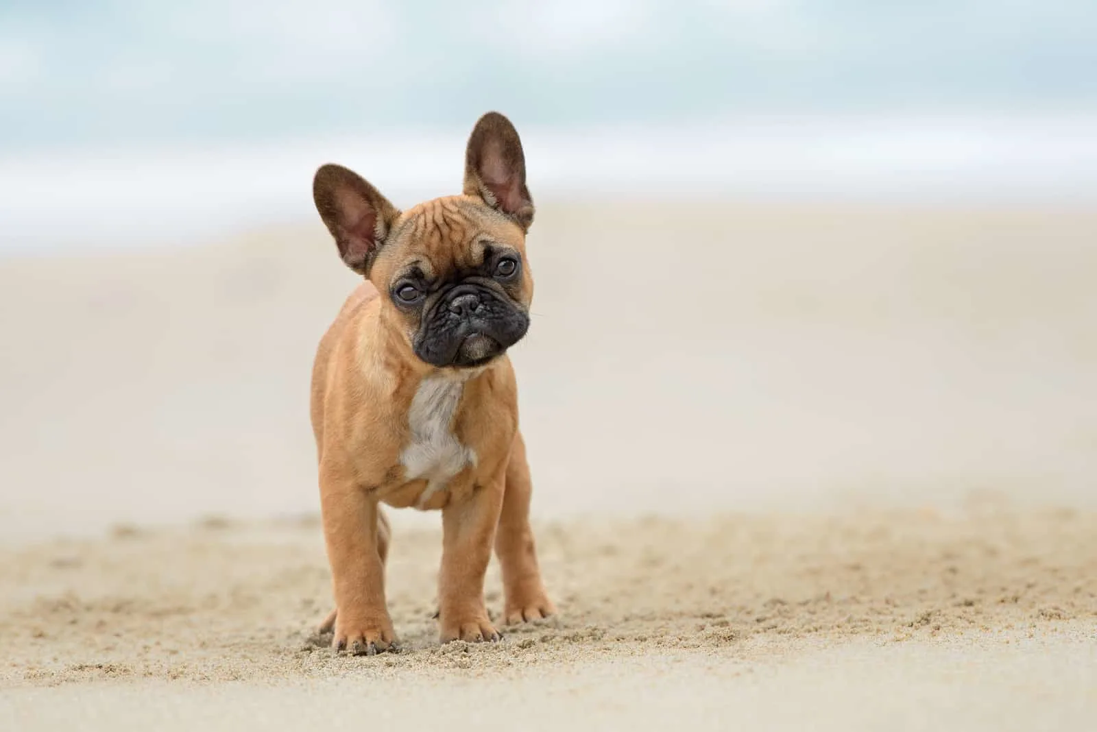 french bulldog puppie posing on the beach
