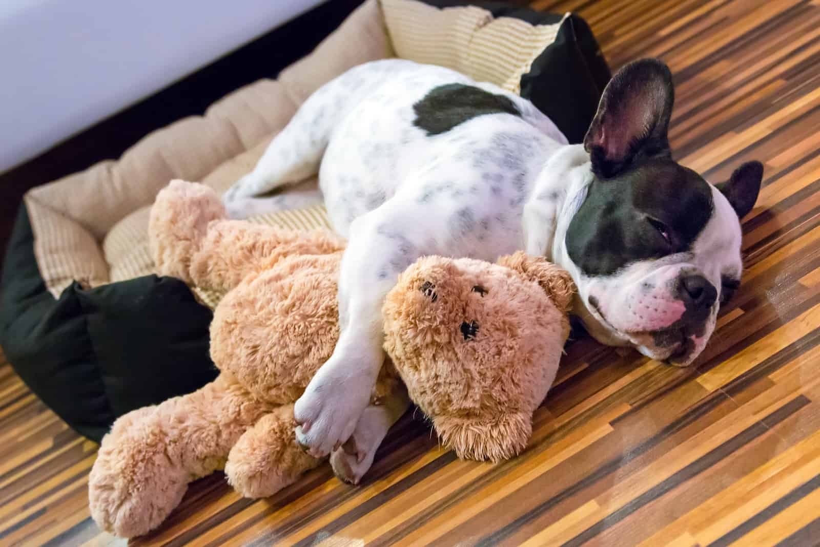 french bulldog sleeping with teddy bear