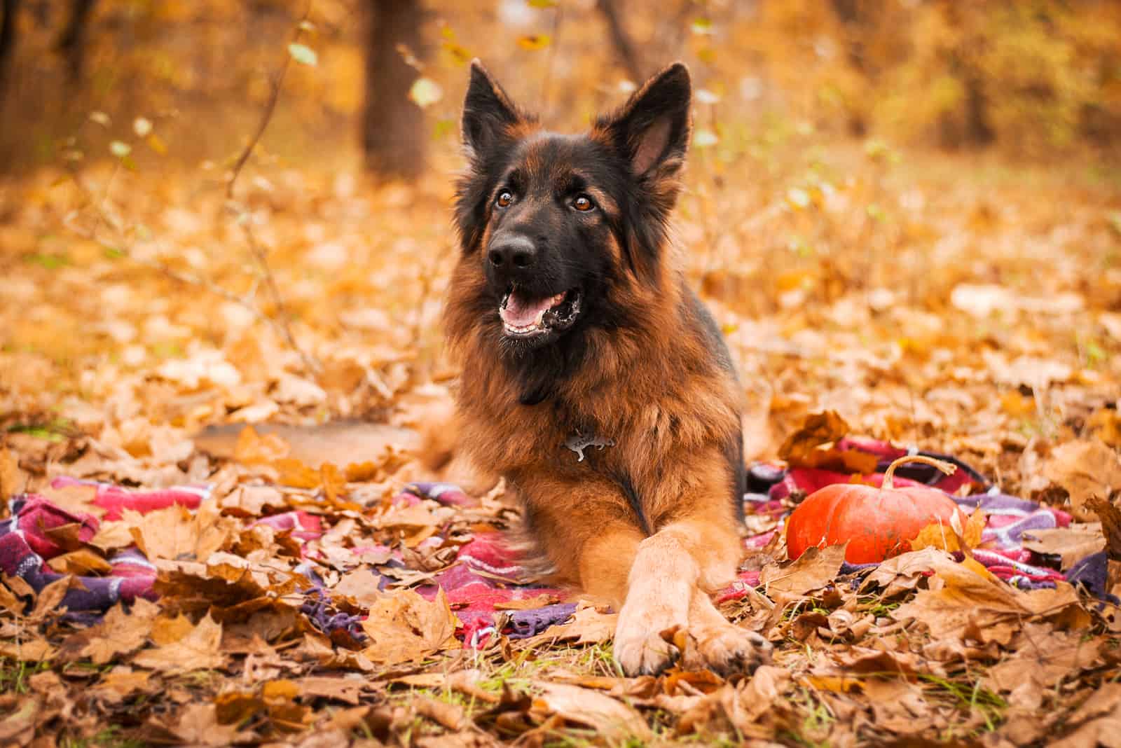 german shepherd lying in the autumn leaves