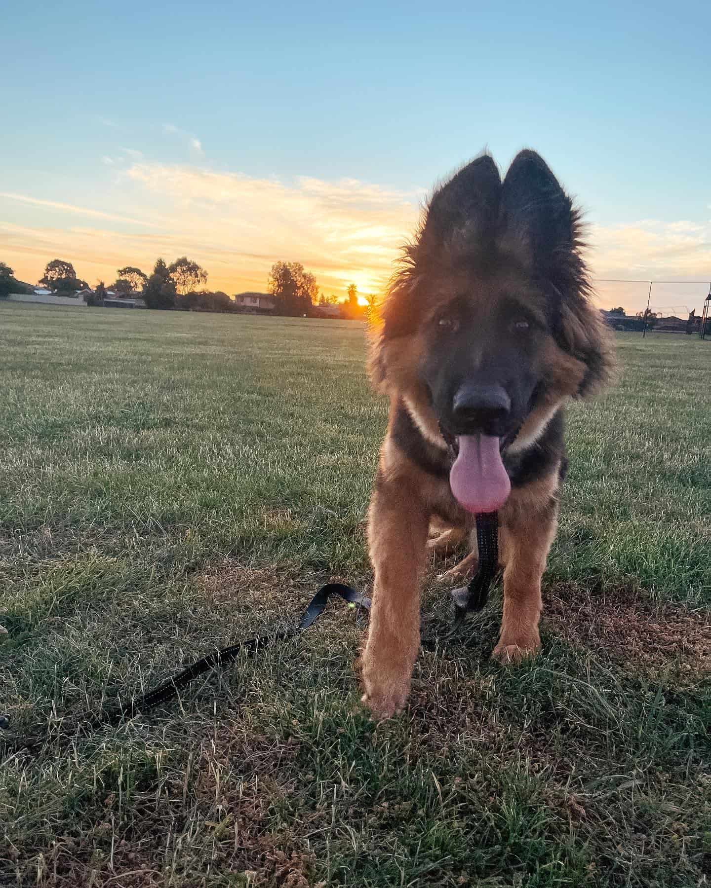 german shepherd standing at sunset