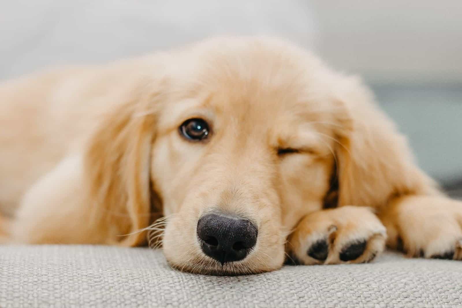 golden retriever puppy winking
