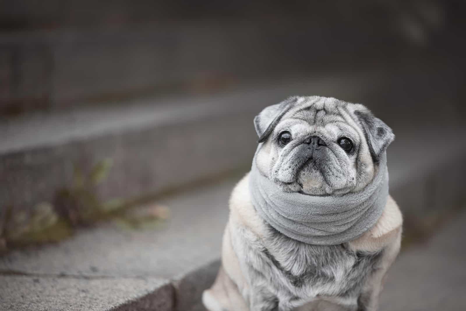 grey pug standing with scarf