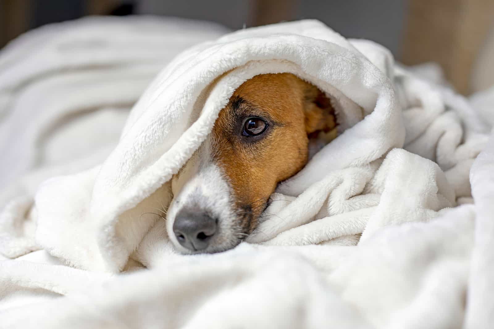 guilty dog lying under a blanket