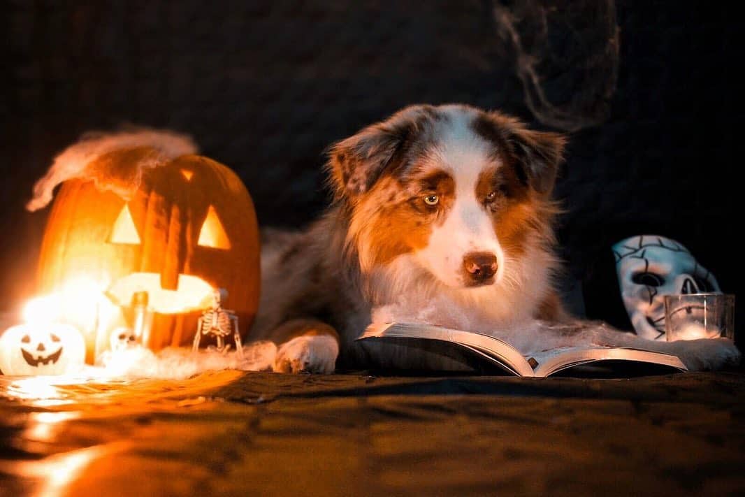 halloween dog with decorations