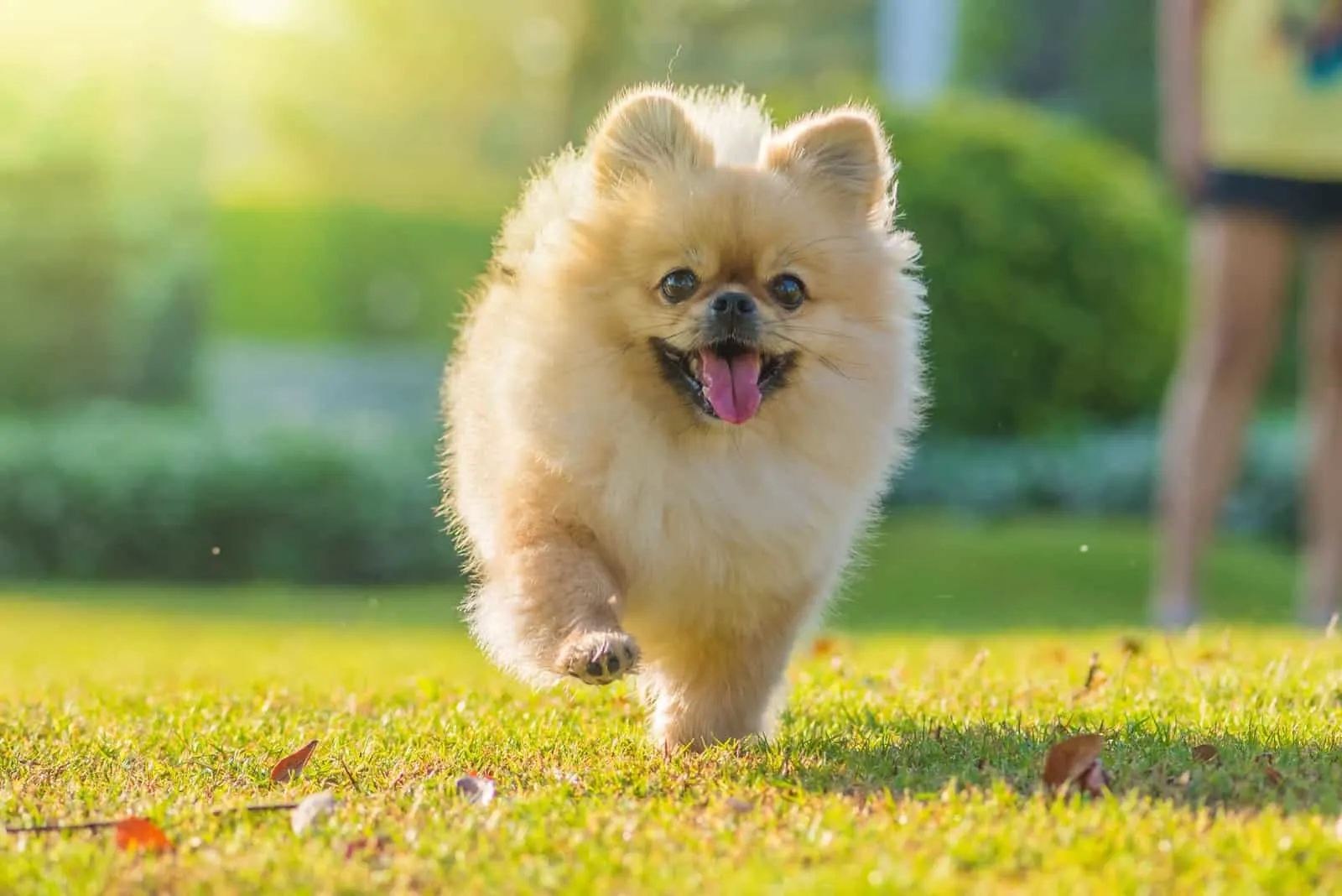 happy Pomeranian running on grass outside