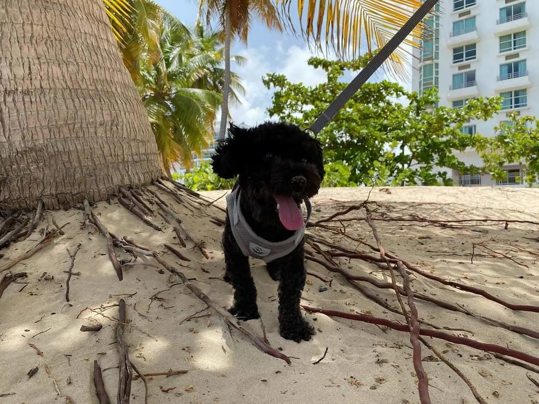 happy black toy poodle on beach