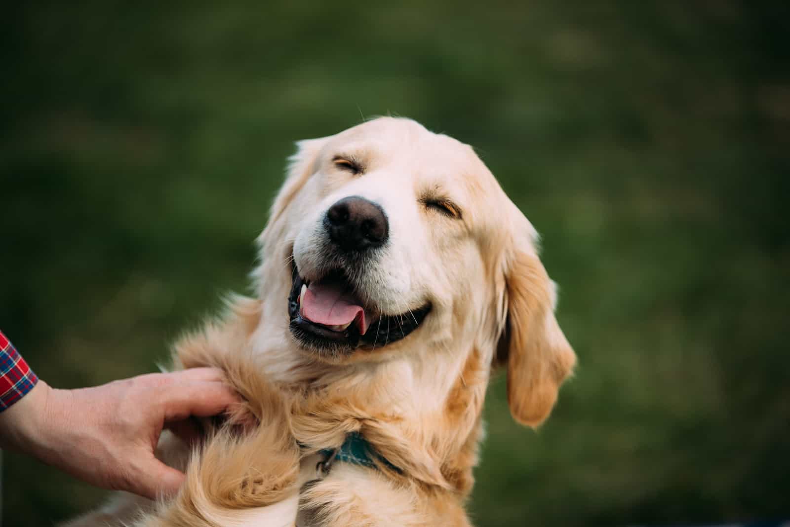 happy labrador retriever