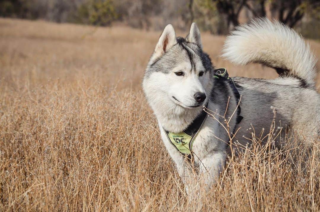 husky standing in field