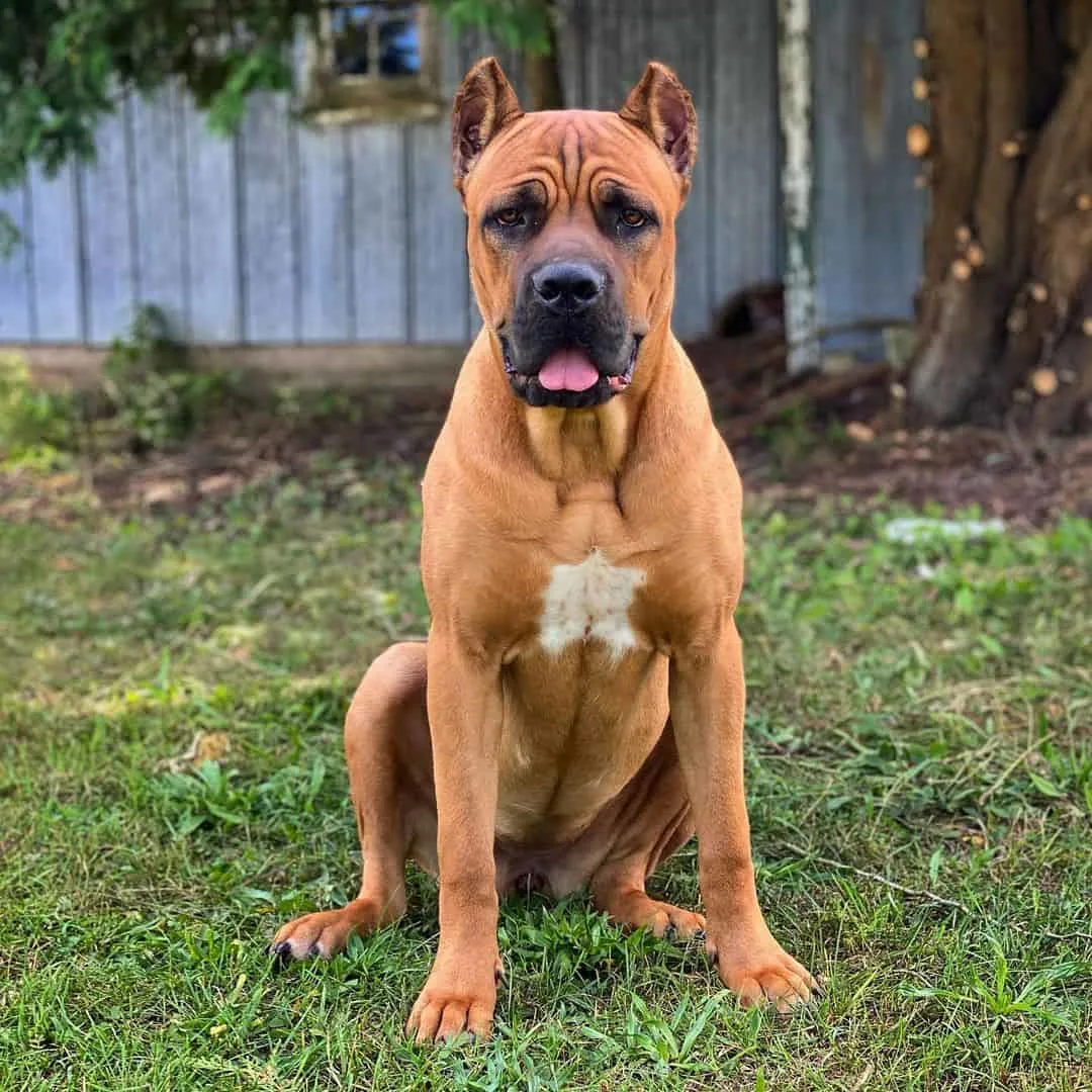 italian cane corso