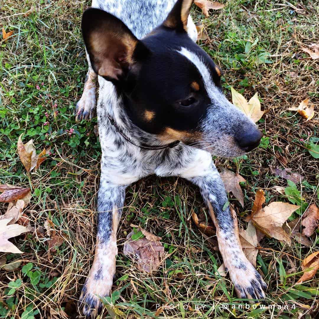 jack blue heeler