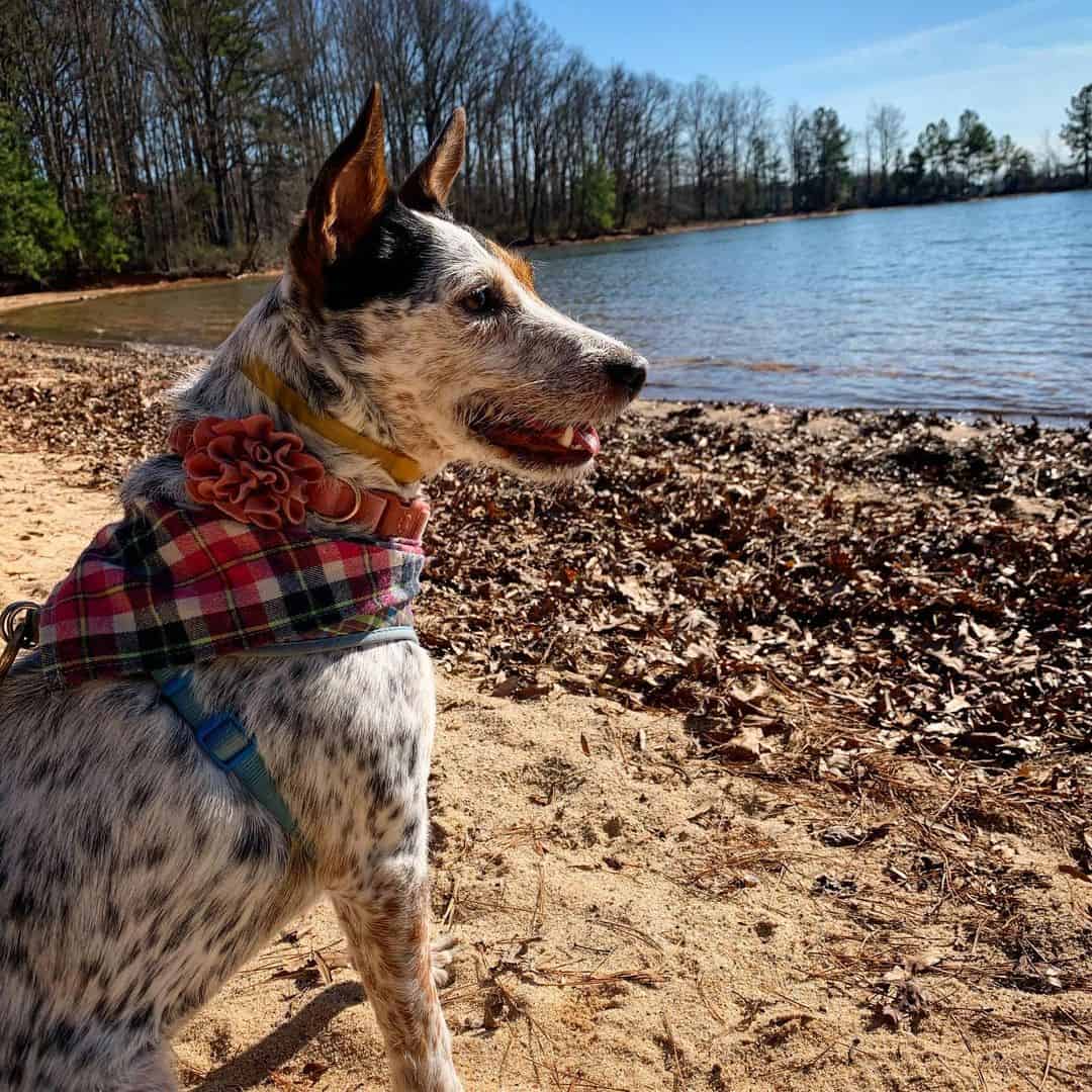 jack russel blue heeler mix in front of a lake