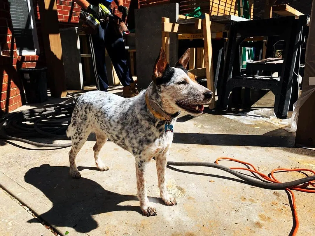 jack russel blue heeler mix photographed on the street