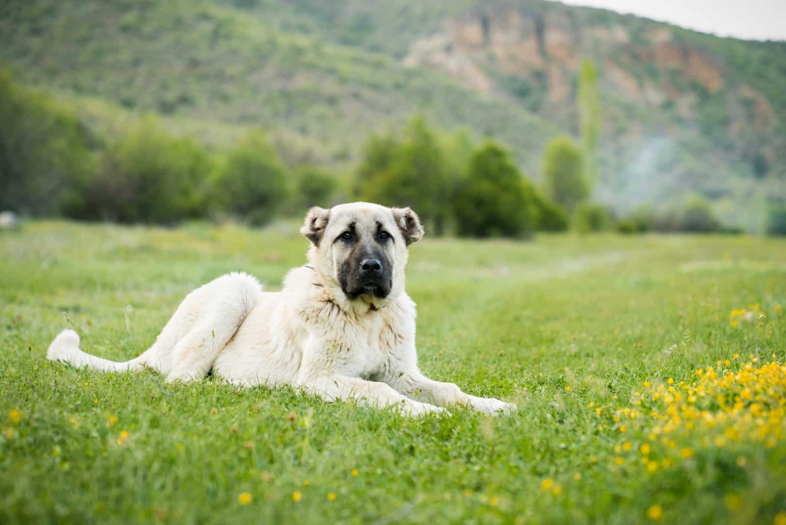 kangal dog in nature