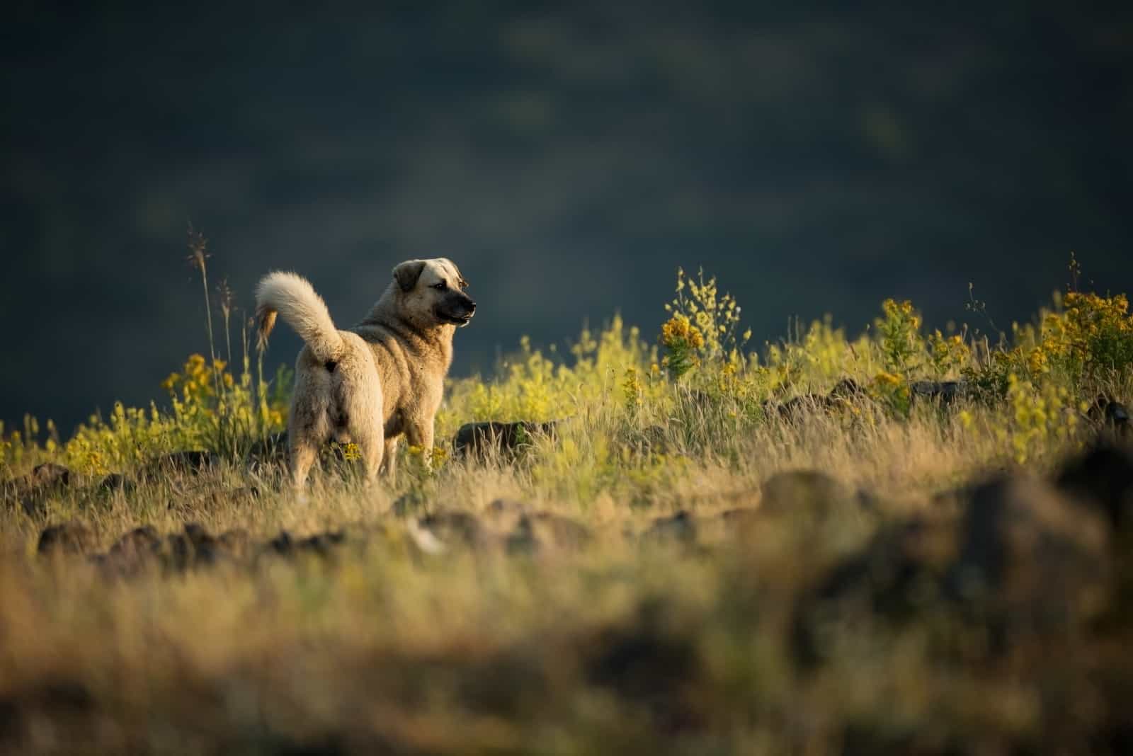 kangal in the mountains