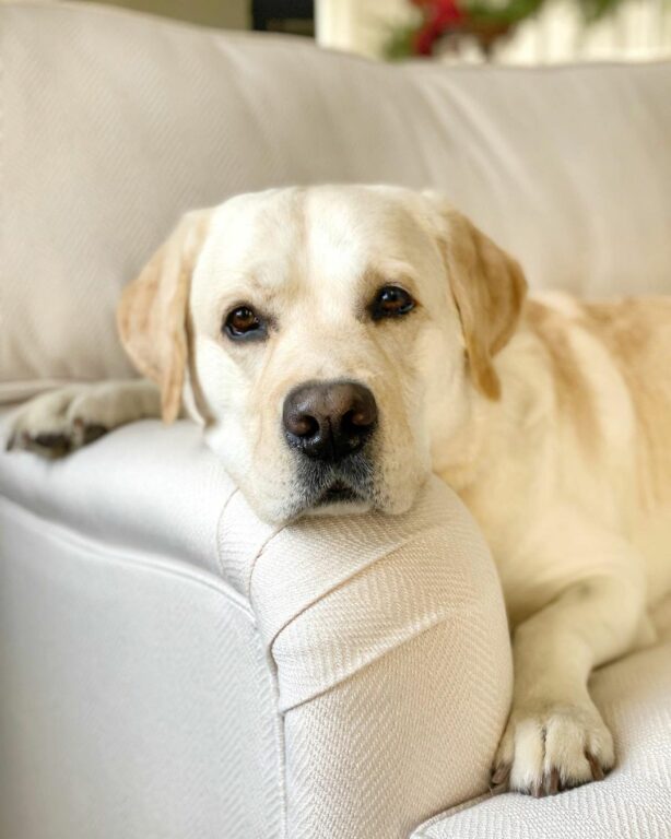 7 Top Labrador Breeders In California Find Your Lab Here