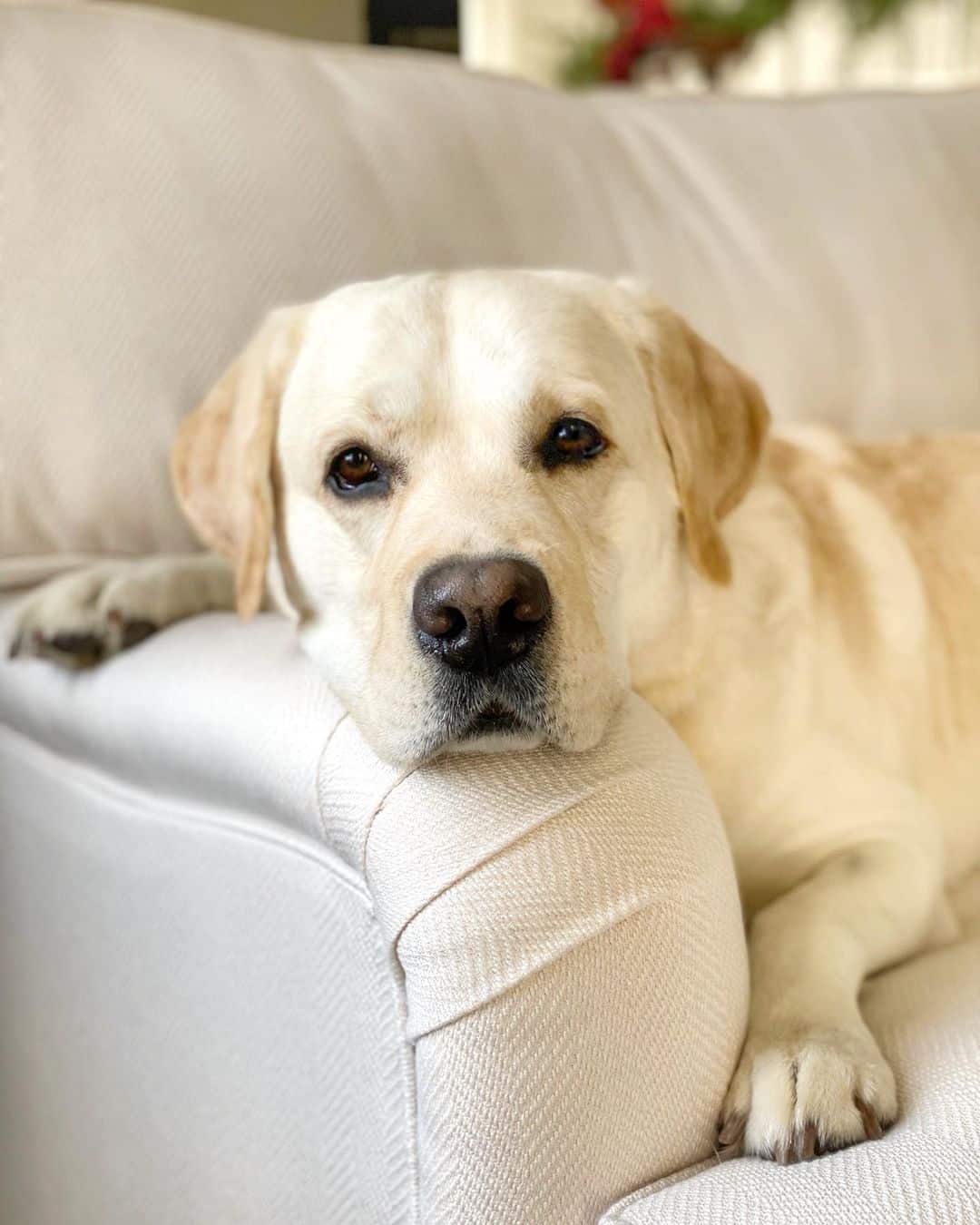 lab resting on couch