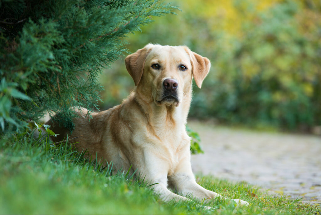 7 Top Labrador Breeders In California Find Your Lab Here