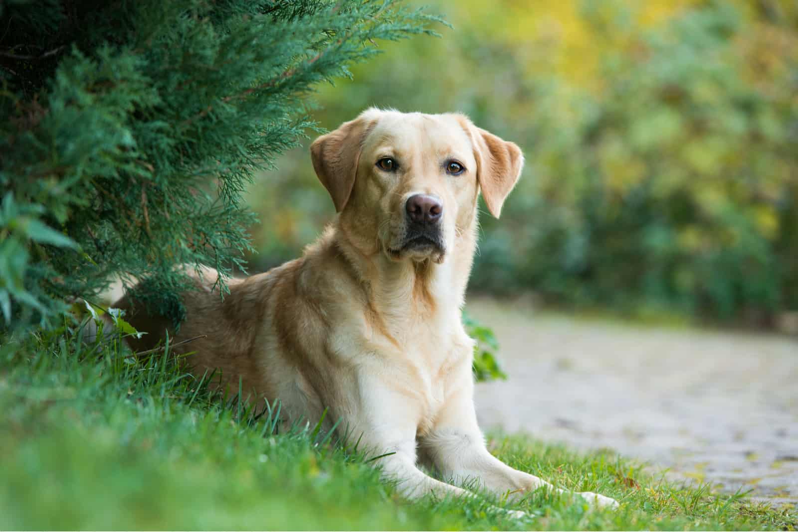 labrador in green nature