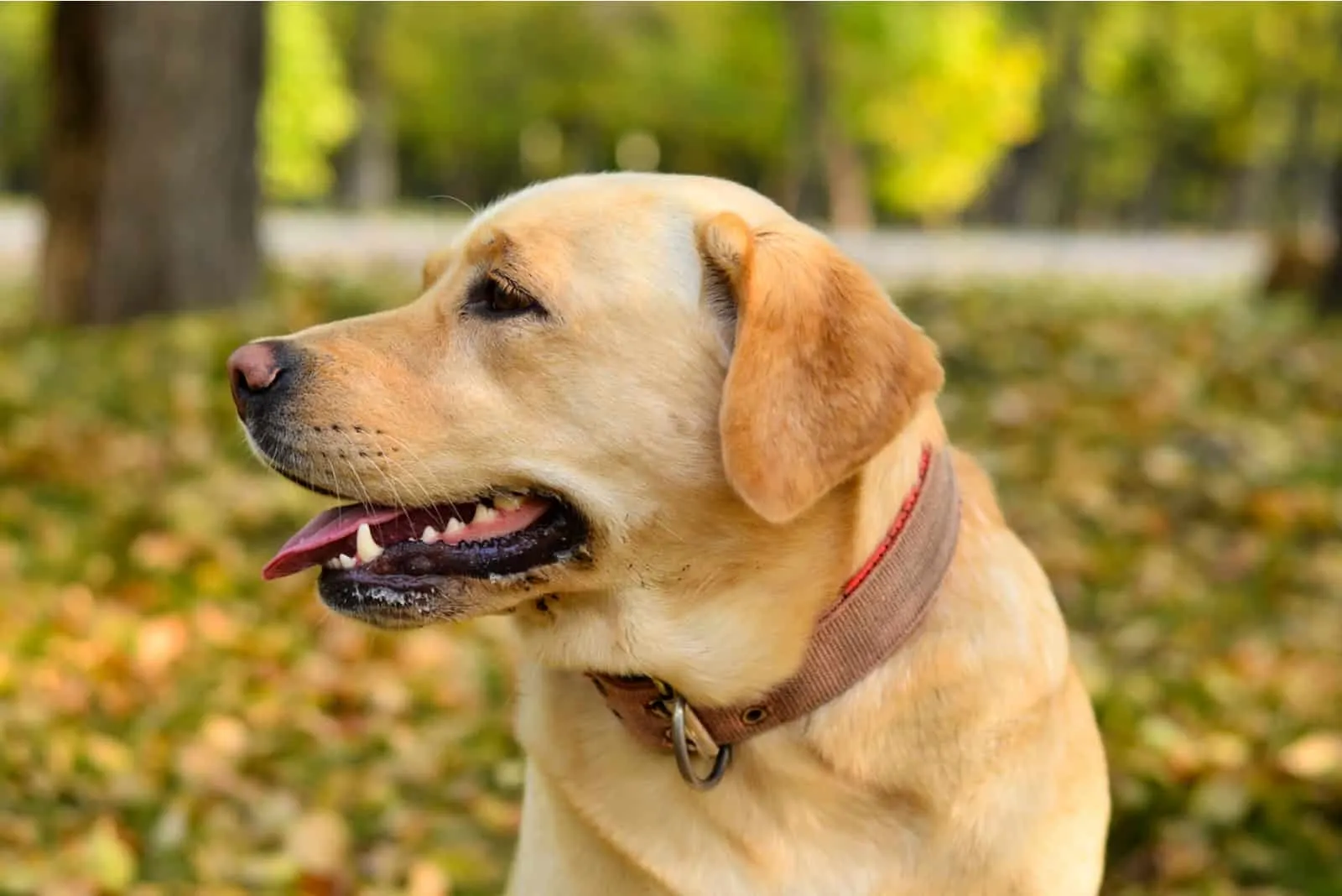 Male Vs. Female Labrador Retriever Which One Is Better?