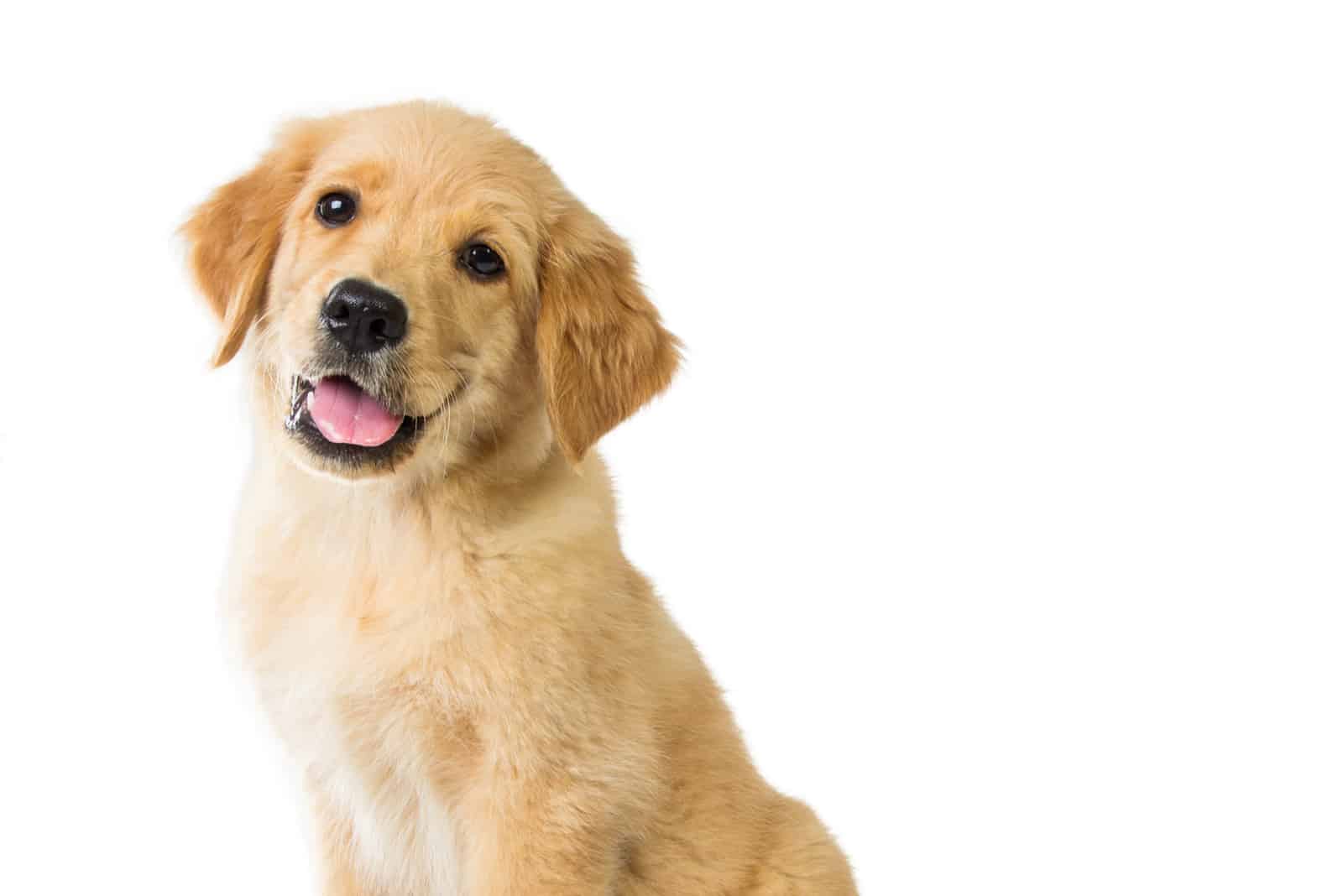 mini golden retriever sitting with white background