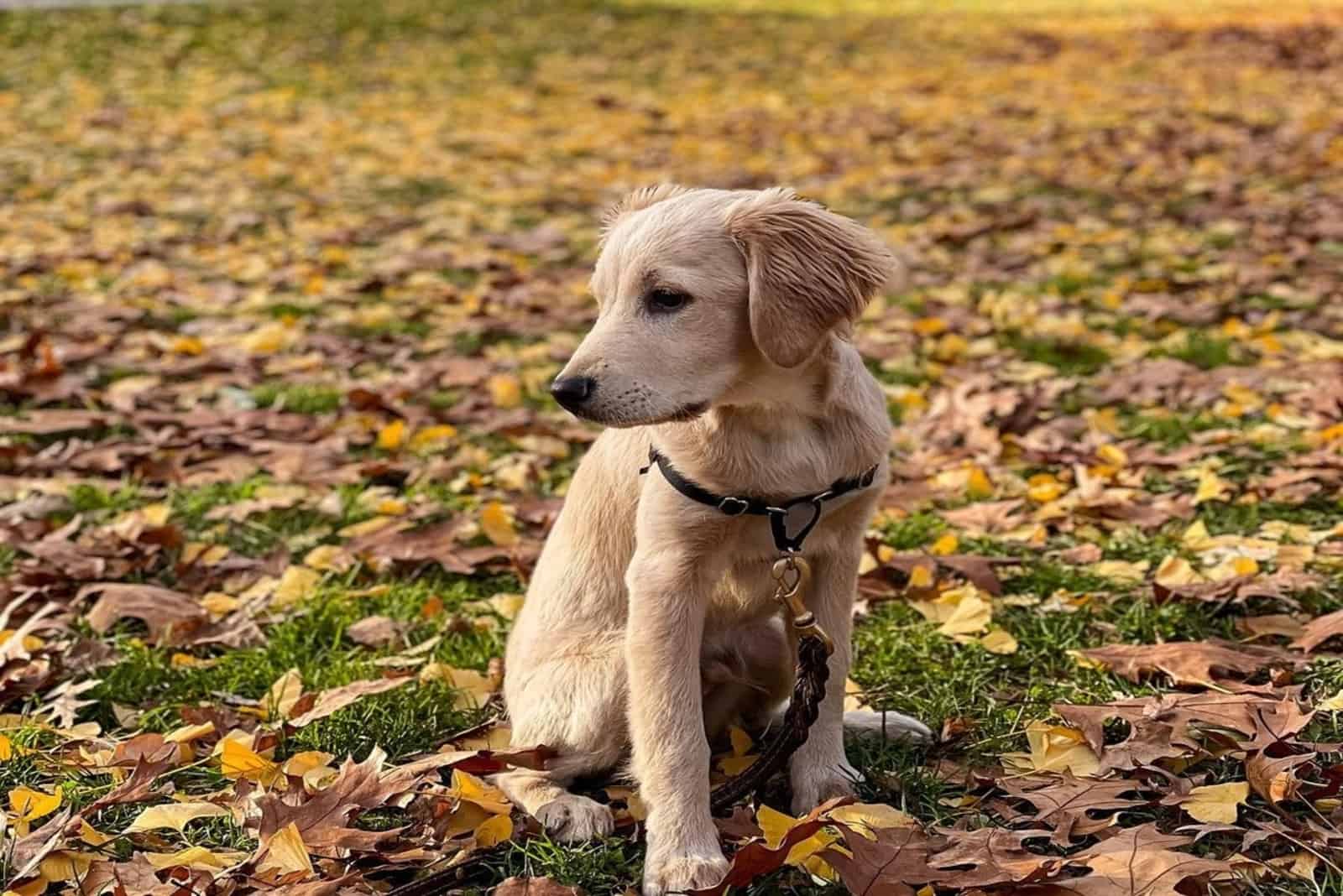 mini golden retriever standing outside looking away