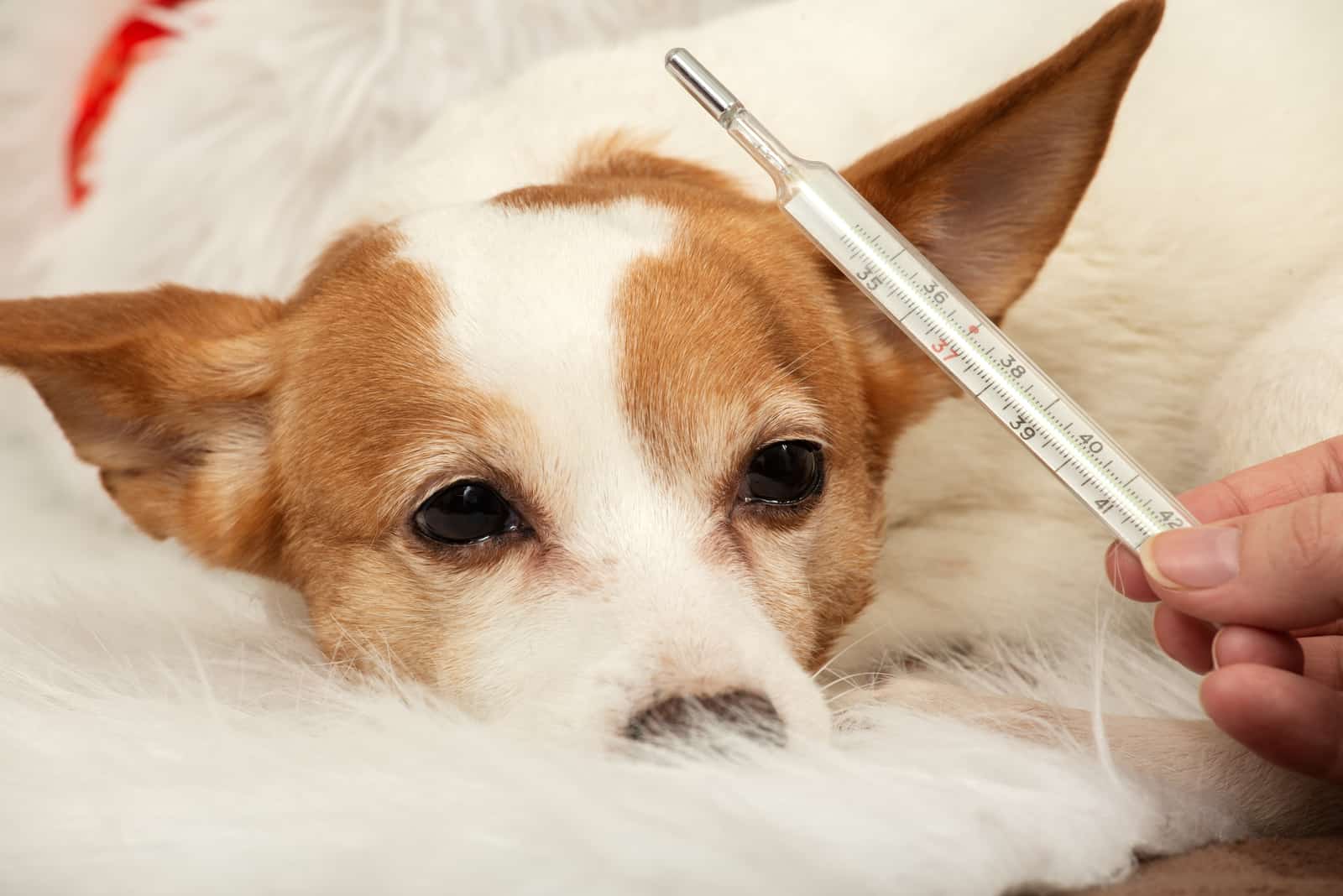 owner checking dogs temperature