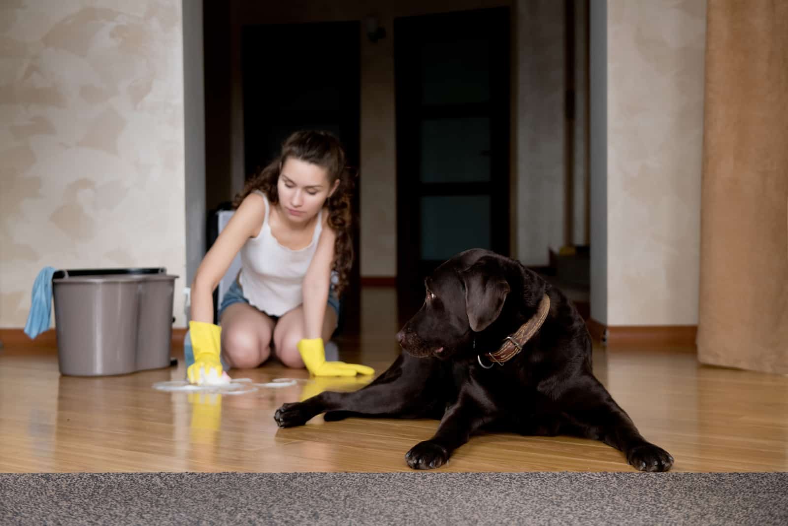 owner cleaning floor after dog