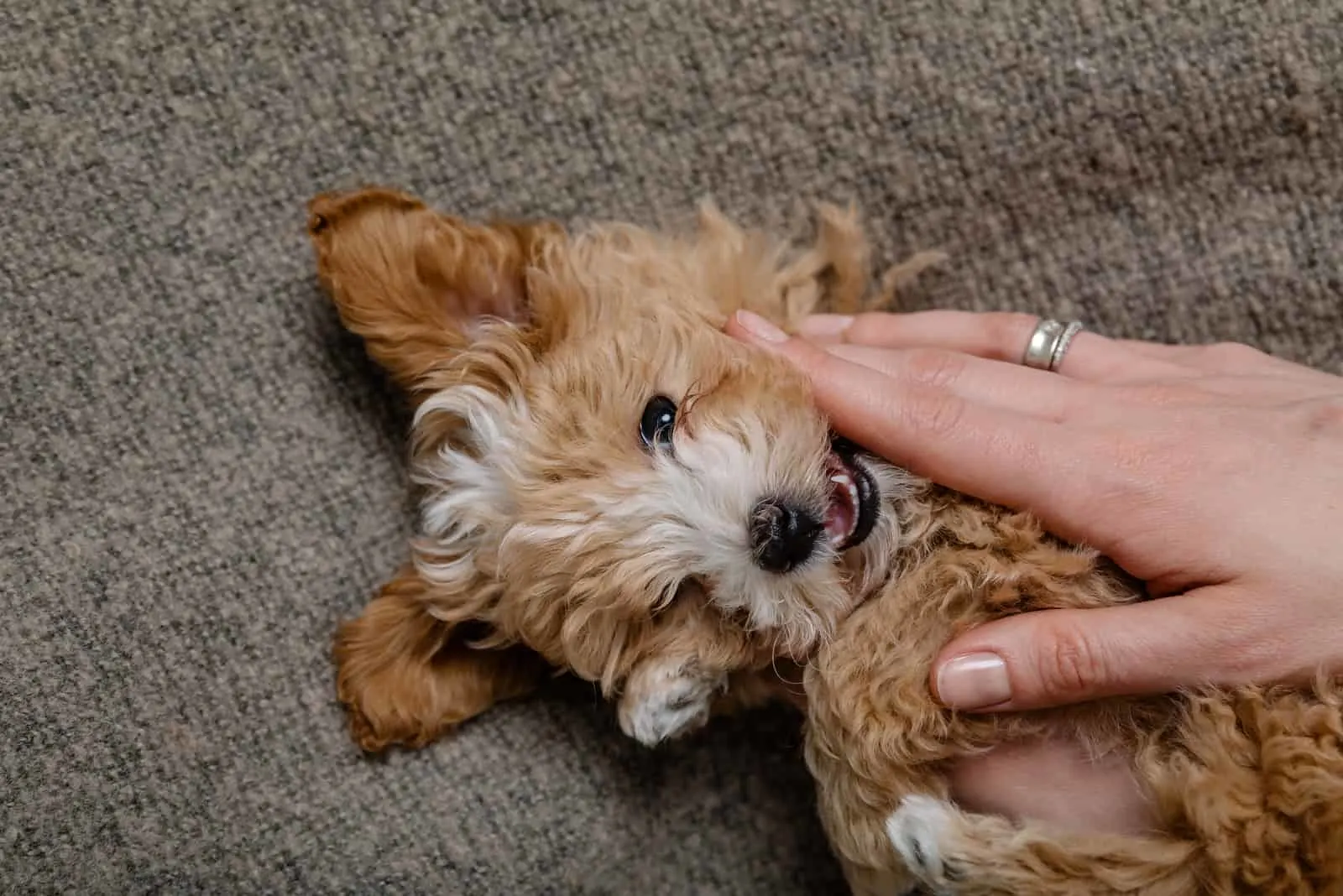 owner playing with maltipoo