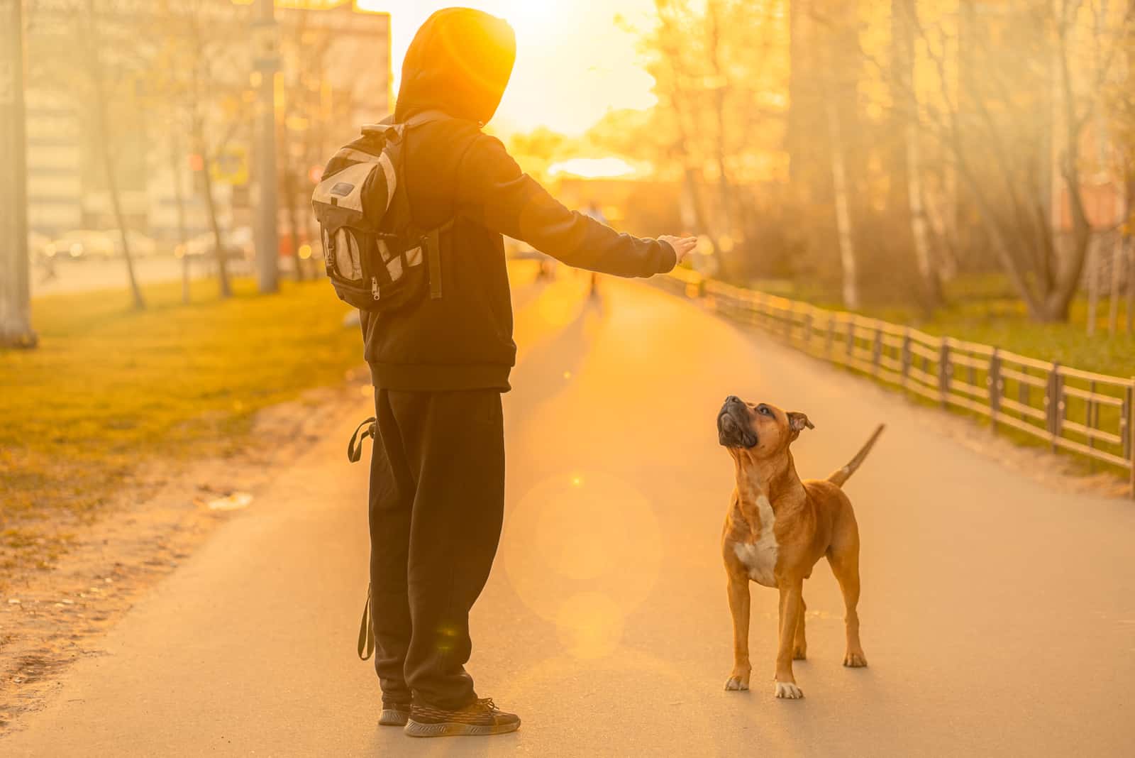 owner walking his Boerboel