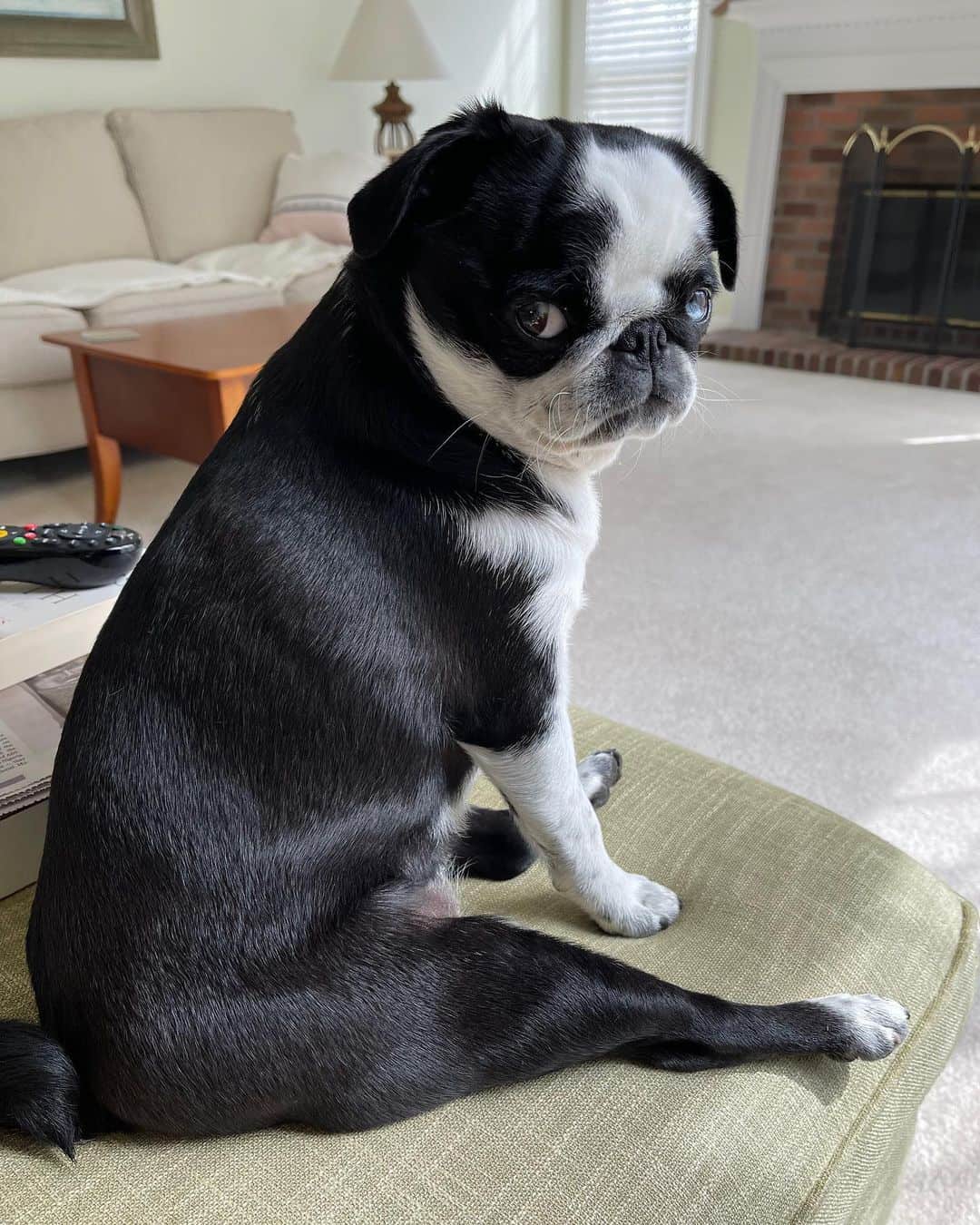 panda pug