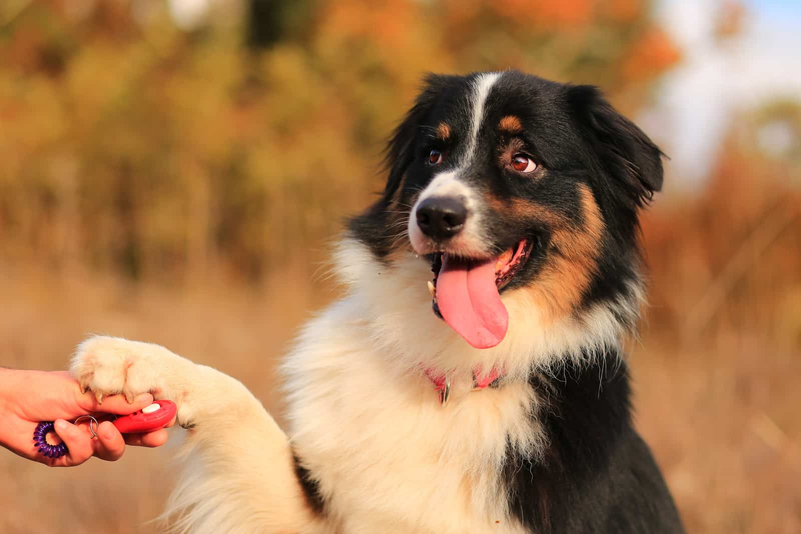 playful black australian shepherd 