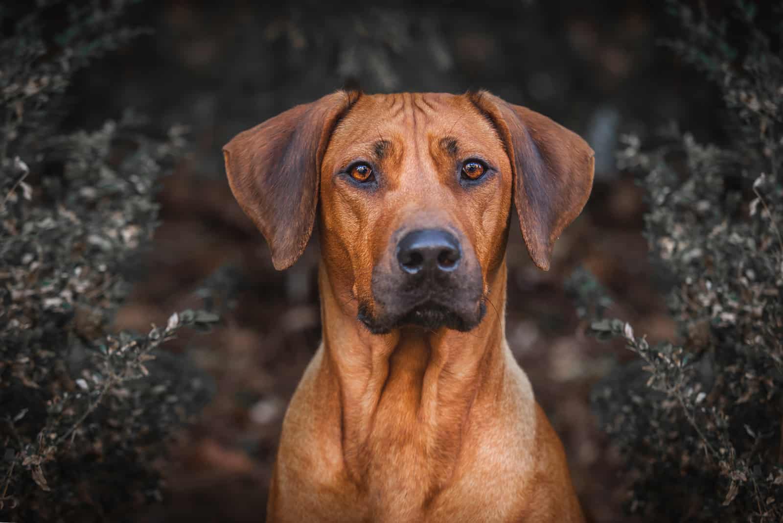 portrait of Rhodesian Ridgeback