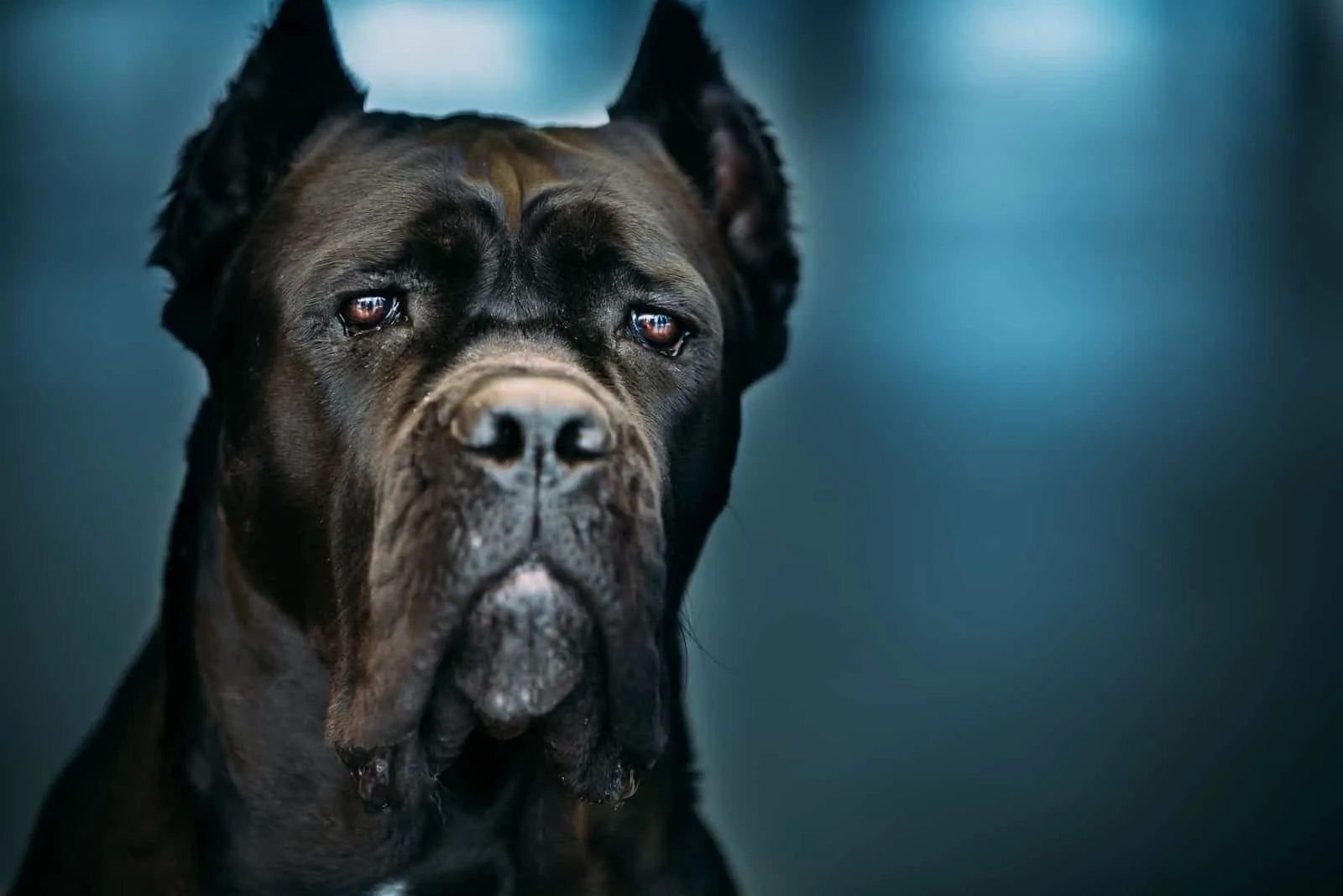 portrait of black cane corso with blue background