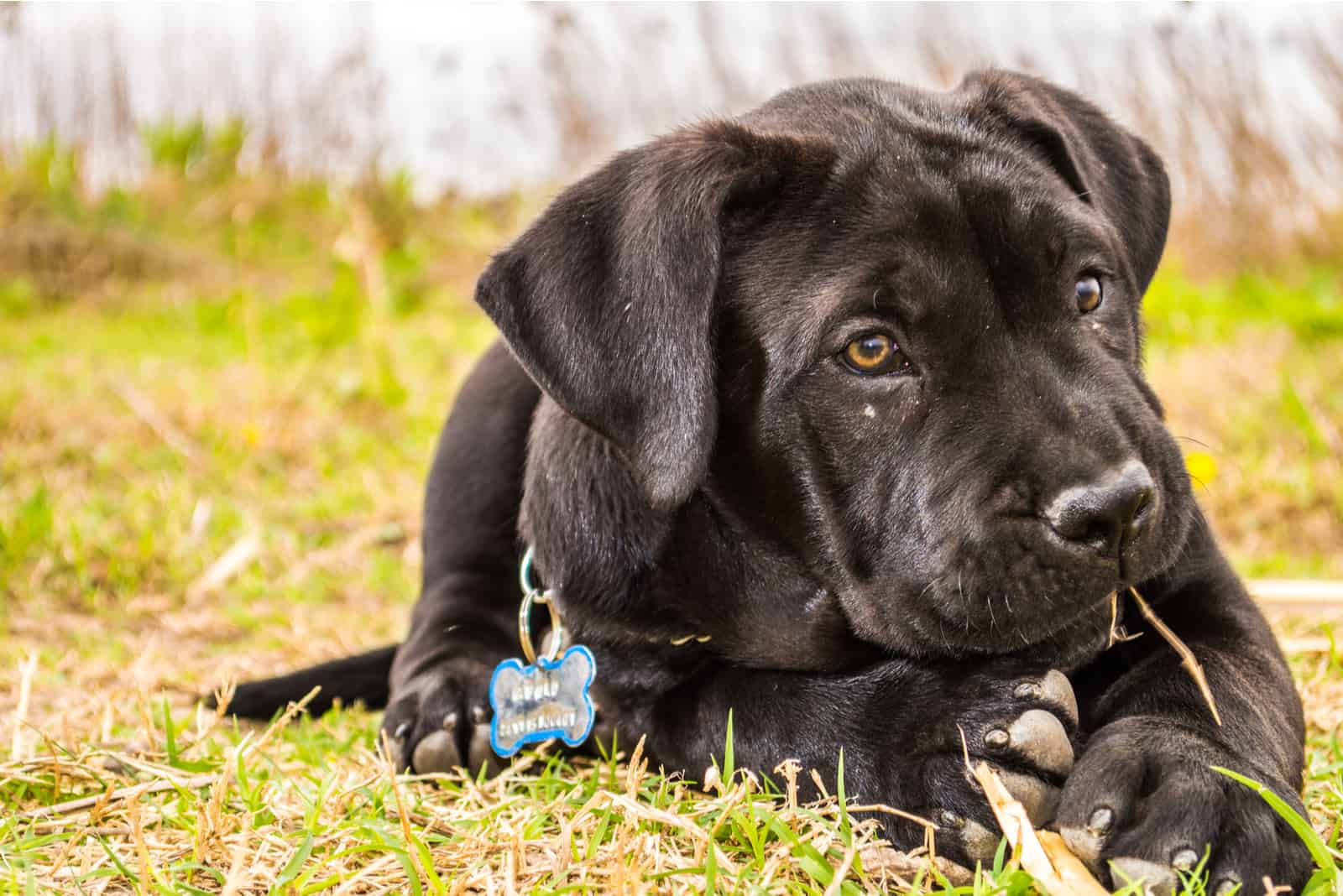 presa canario puppy playing 