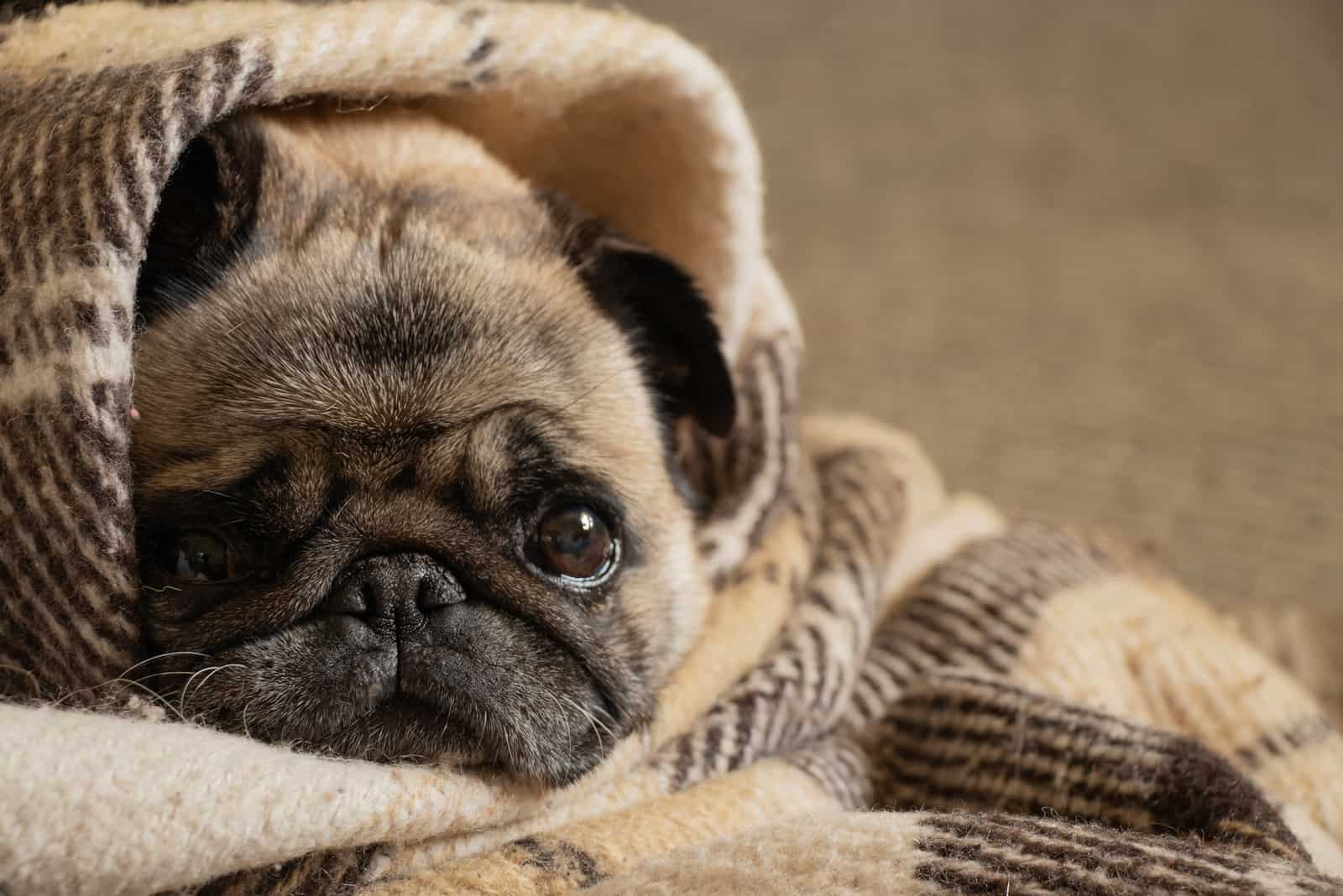 pug lying wrapped up in scarf