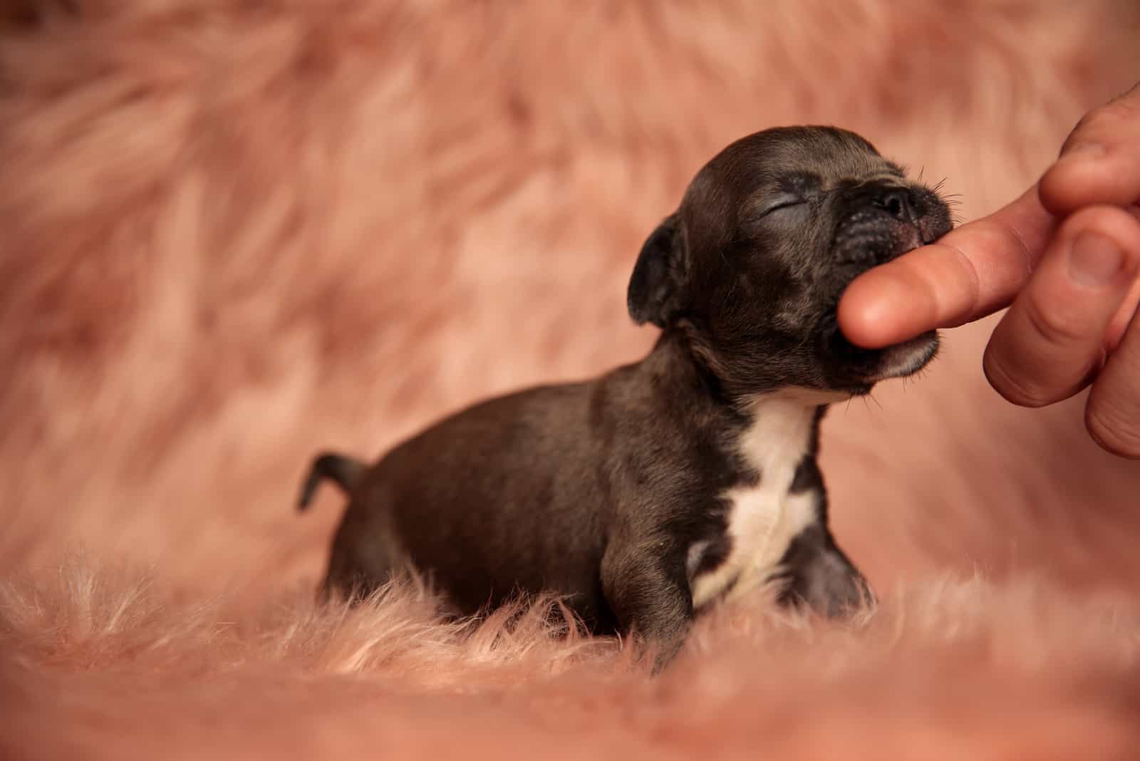 puppy biting owners hand with pink background