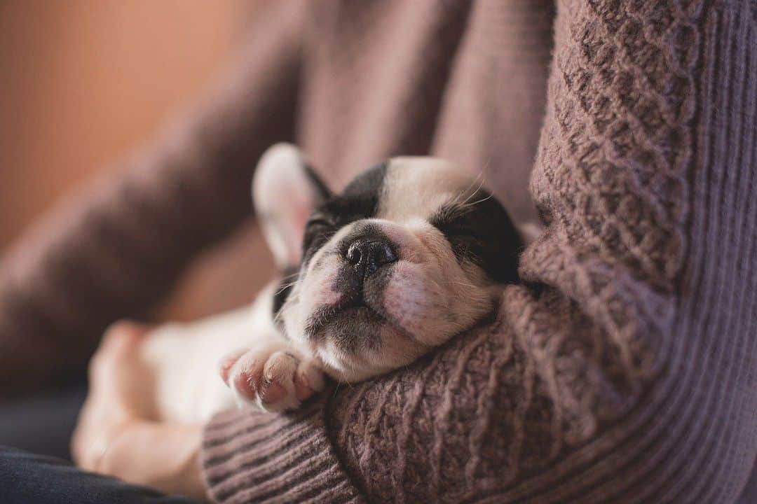 puppy sleeping in arms of owner