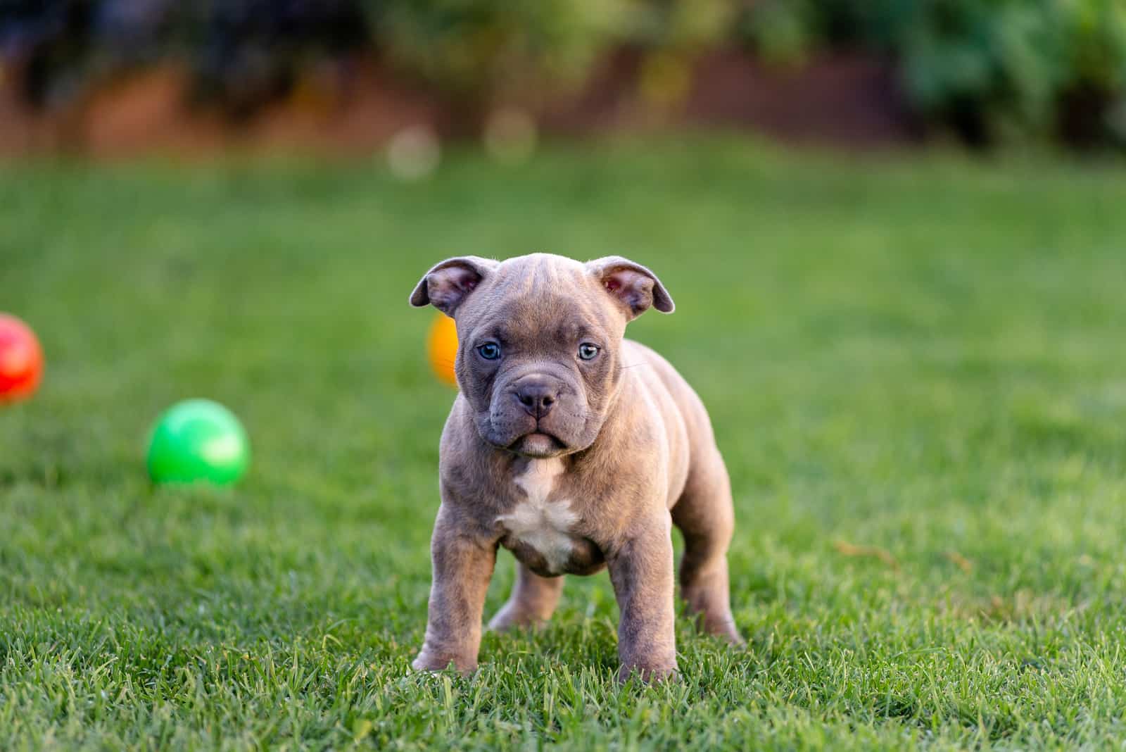 puppy standing in grass looking at camera