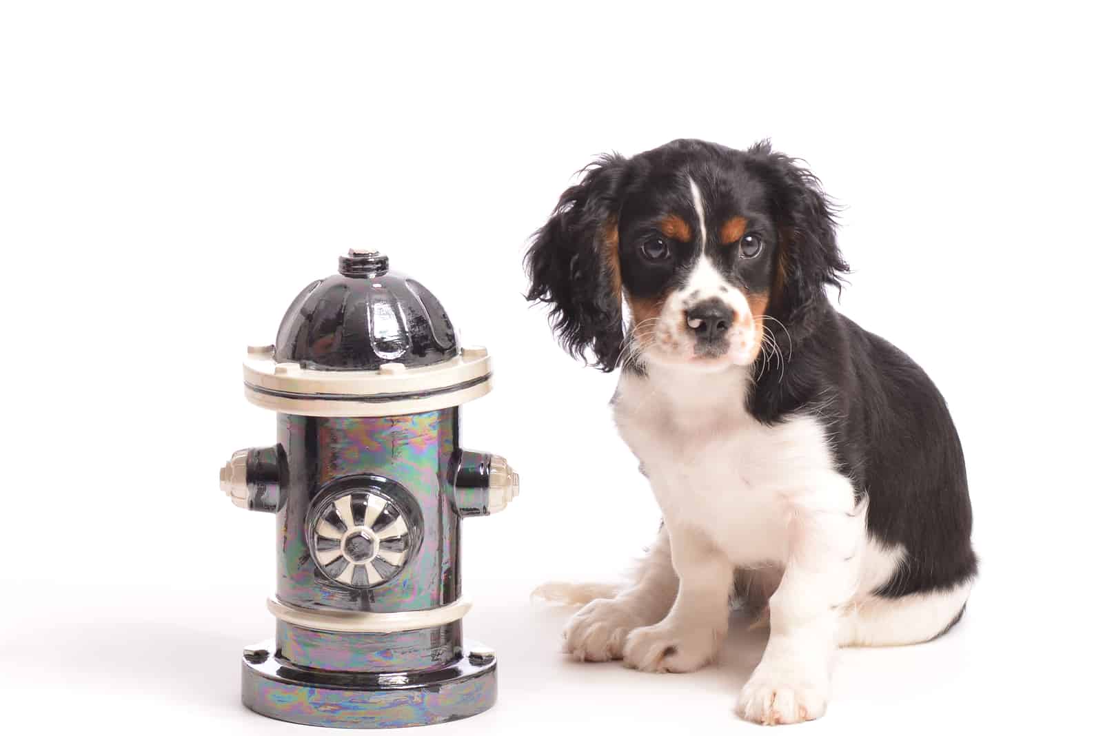 puppy standing next to a dog fire hydrant