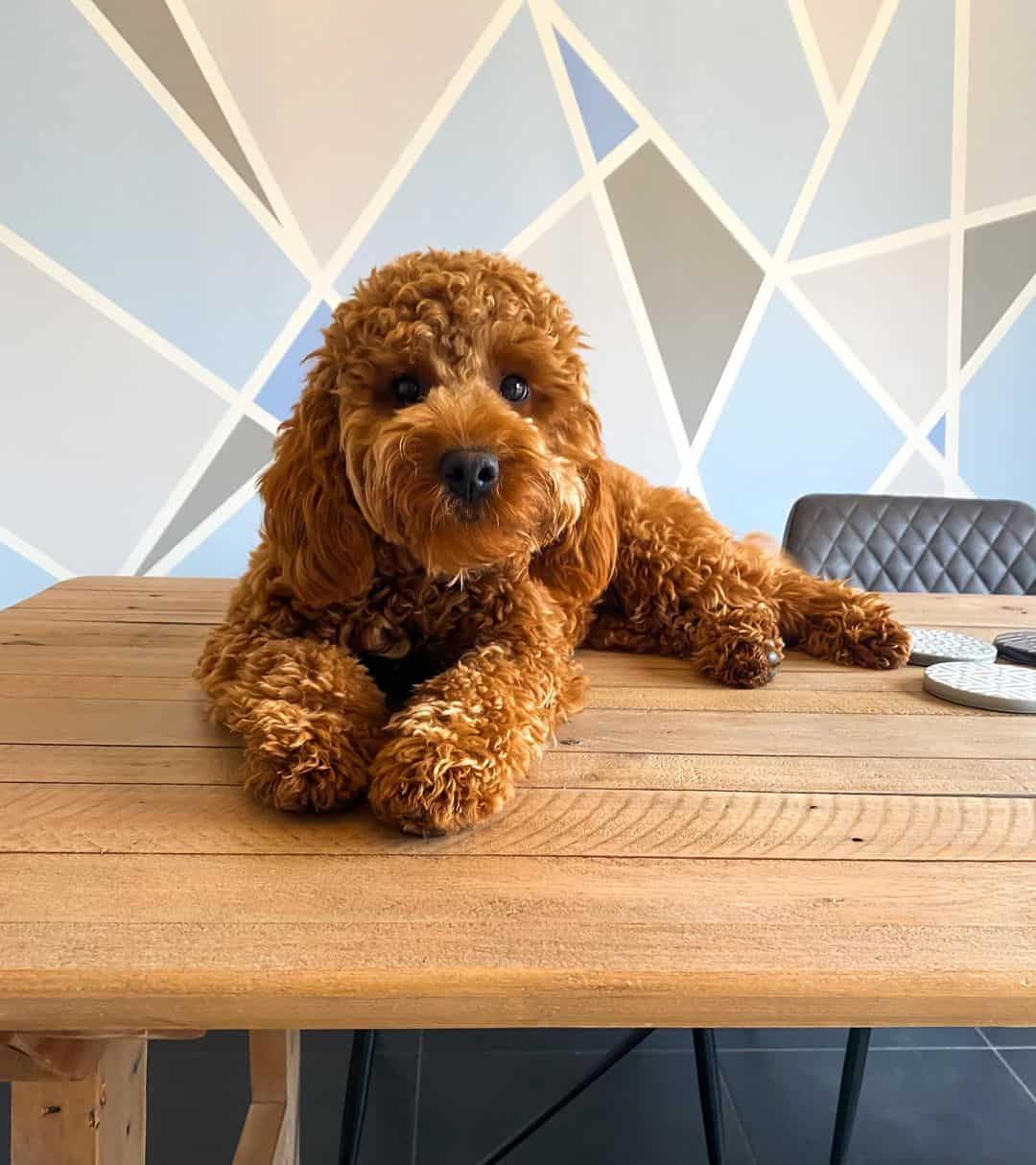 red cavapoo dog