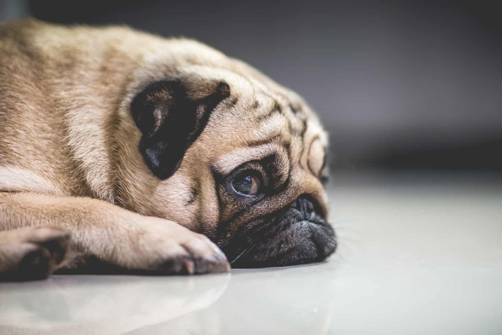 sad pug lying on floor