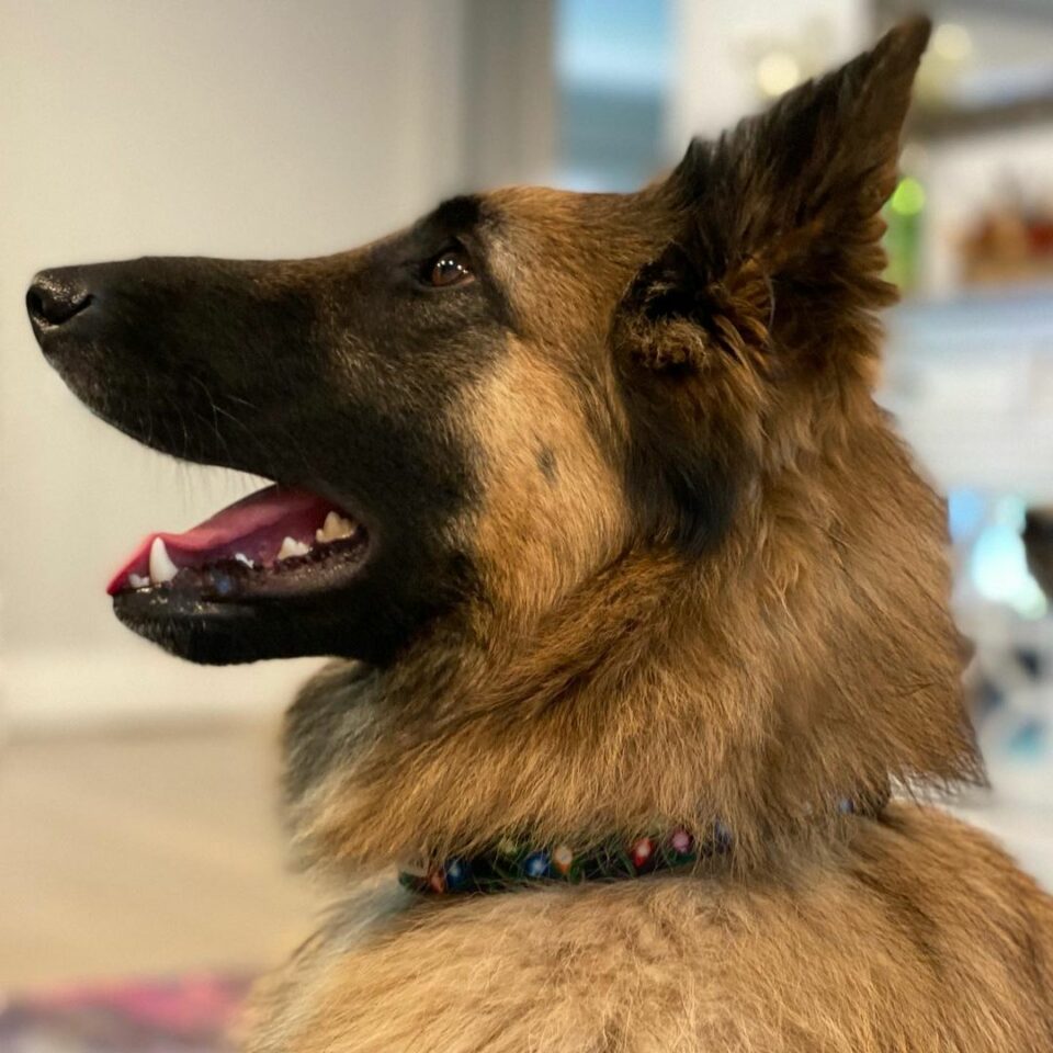 LongHaired Belgian Malinois All The Information You Need