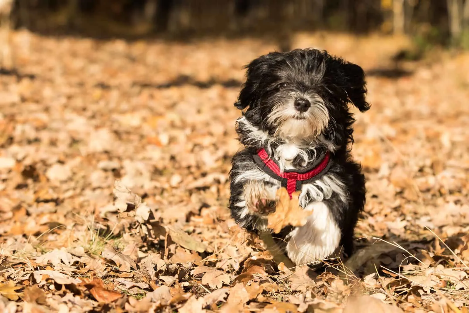 small havanese dog running through autumn leaves